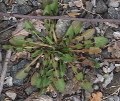 Taraxacum officinale