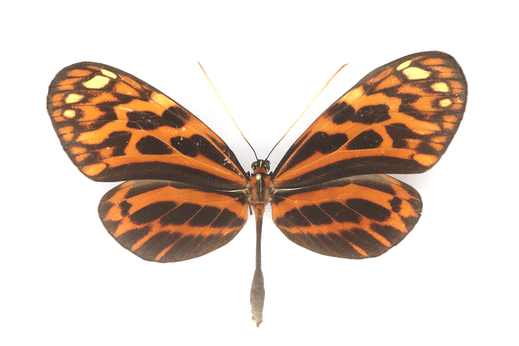 Melinaea marsaeus