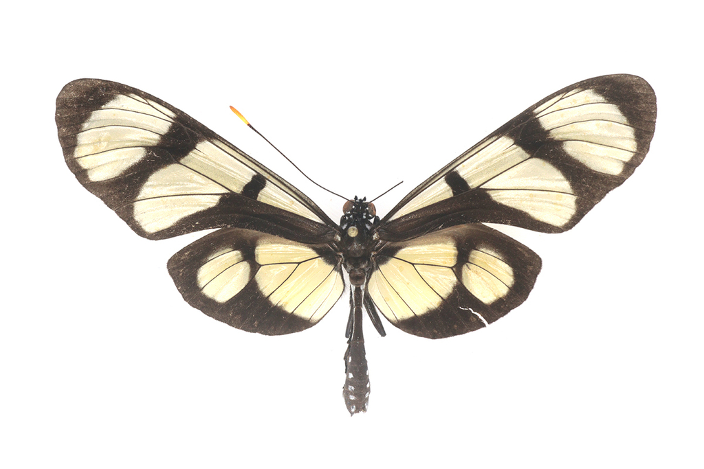 Methona megisto