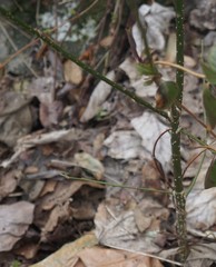 Magnoliopsida