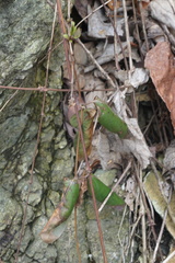 Lonicera japonica