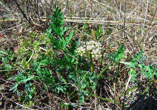 Image of Vesper macrorhizus by (c) Annika Lindqvist, some rights reserved (CC BY)