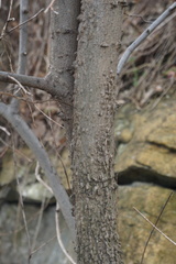 Celtis occidentalis