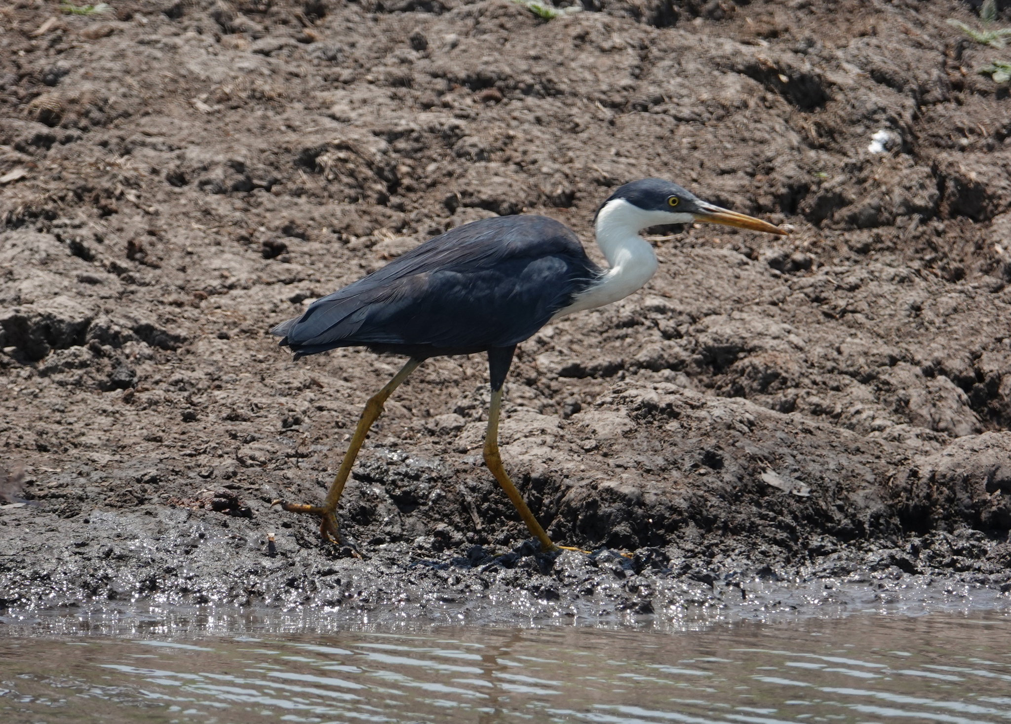 Pied Heron