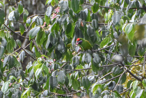 Plum-faced Lorikeet (Oreopsittacus arfaki), photo 6