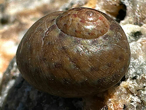 Phorcus richardi