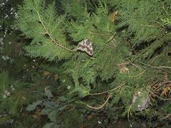 Polythysana cinerascens