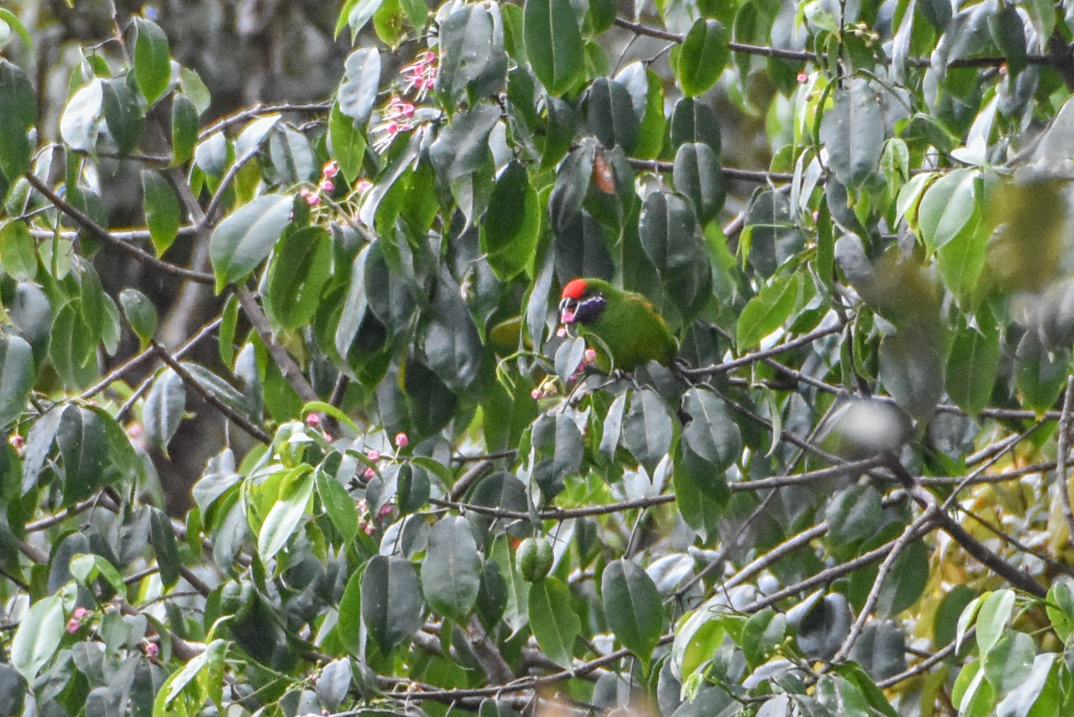 Plum-faced Lorikeet (Oreopsittacus arfaki), photo 2