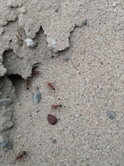 Pogonomyrmex californicus