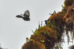 Friendly Fantail photo 5