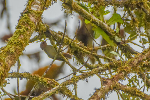 Papuan Scrubwren (Aethomyias papuensis), photo 3