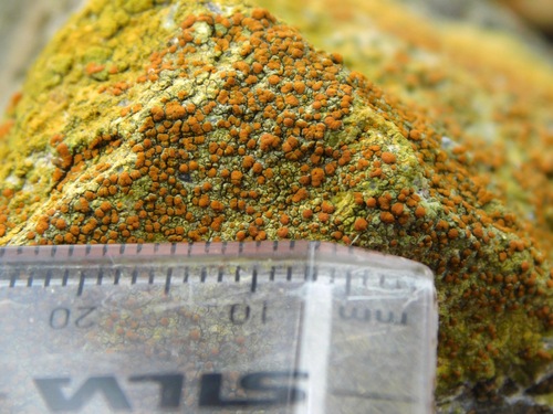 Sulphur Firedot