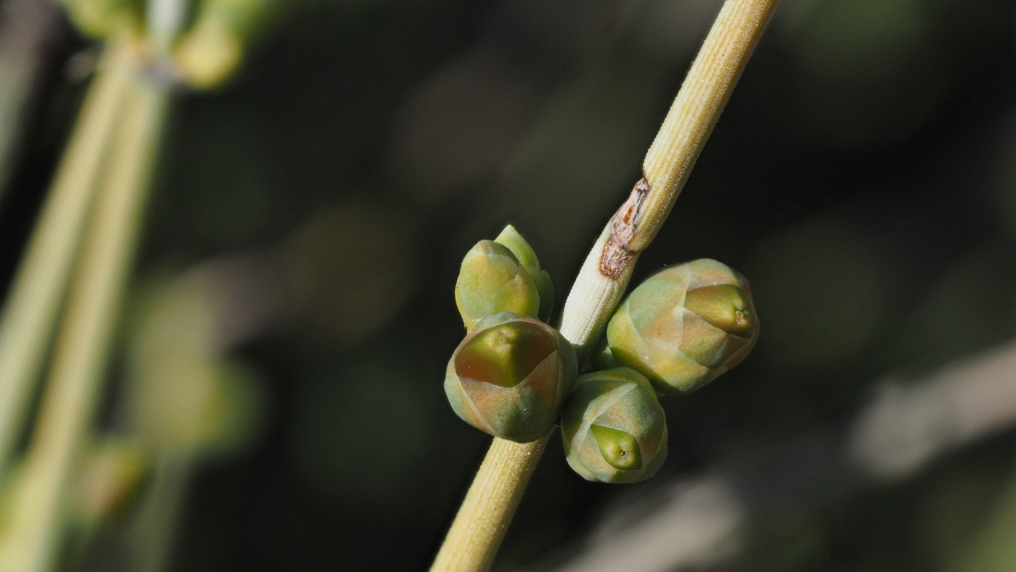 Ephedra aspera