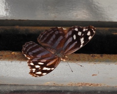 Myscelia ethusa ethusa