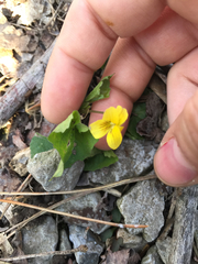 Viola pubescens