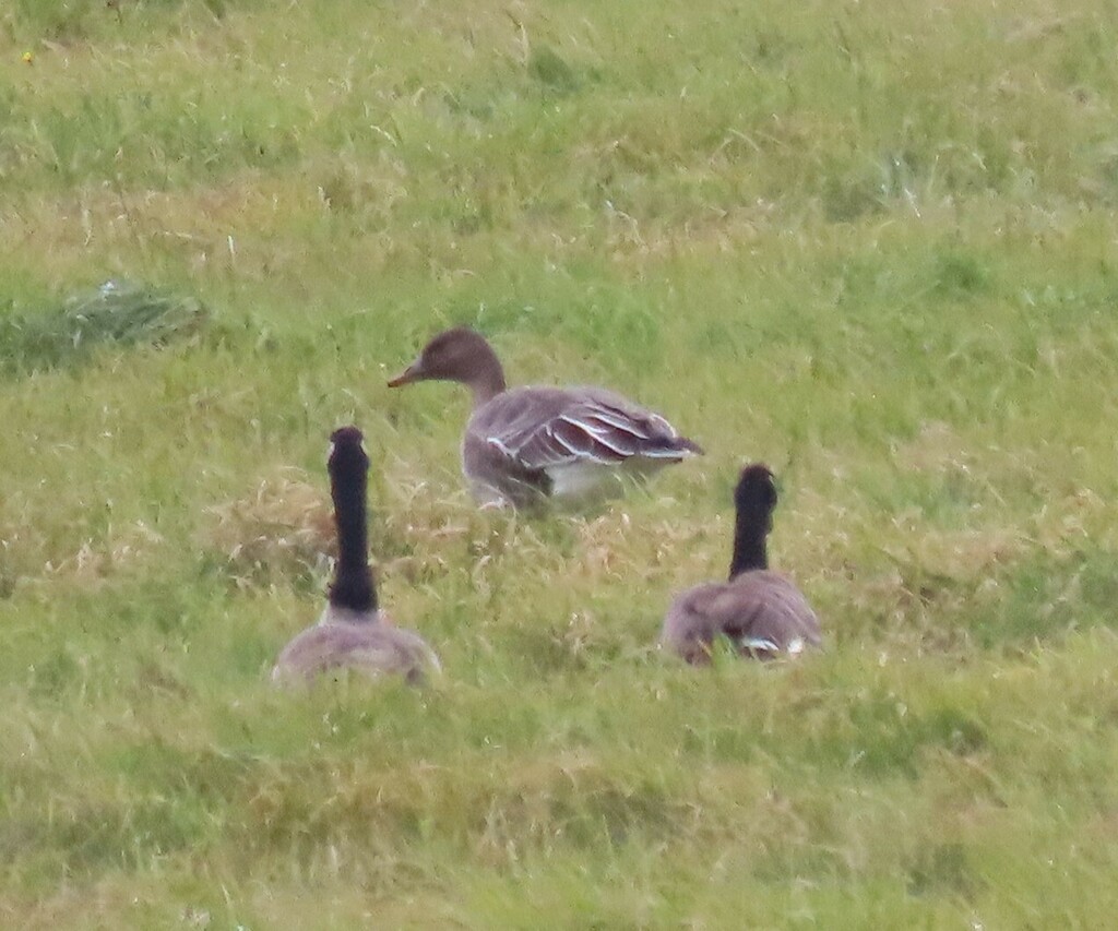 Tundra Bean Goose from Milford, NS B0N, Canada on November 15, 2023 at