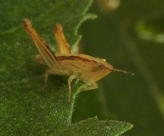 Dichromorpha prominula