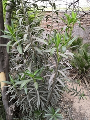 Angiospermae