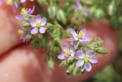 Spergularia bocconei