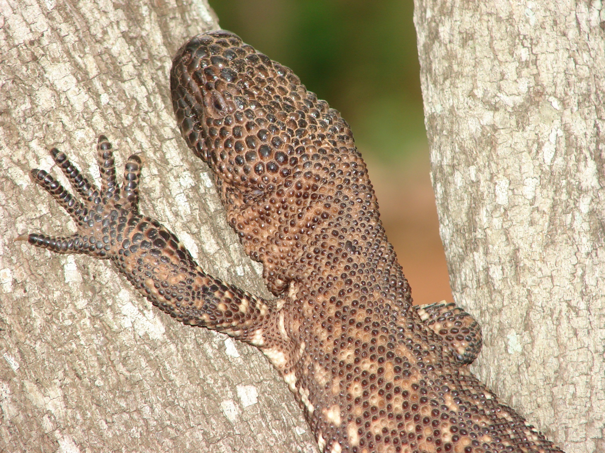 Mexican Beaded Lizard