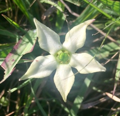 Jaborosa runcinata