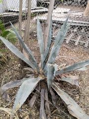 Agave