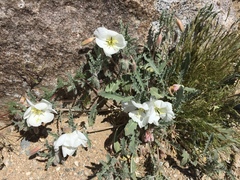 Oenothera stricta stricta