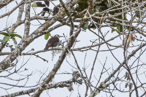 Yellow-browed Melidectes (Melidectes rufocrissalis), photo 4