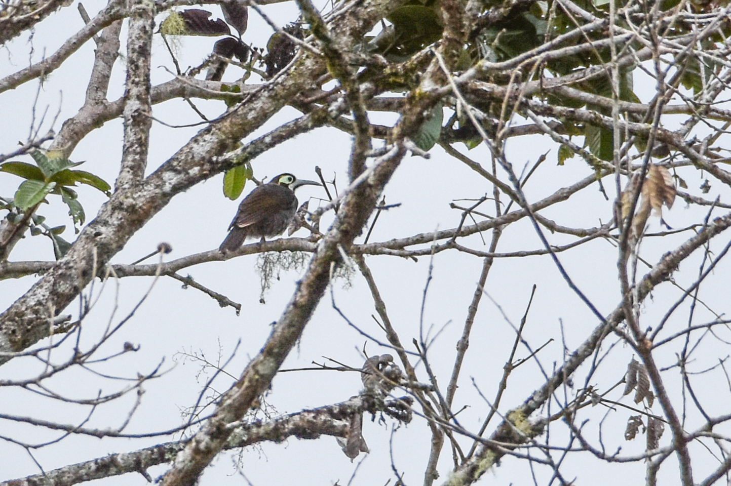 Yellow-browed Melidectes (Melidectes rufocrissalis), photo 2