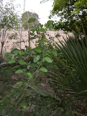 Pithecellobium dulce