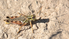 Melanoplus occidentalis