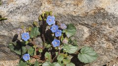 Phacelia campanularia campanularia