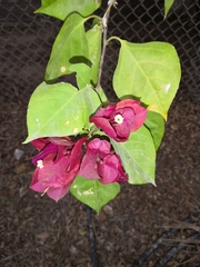 Bougainvillea