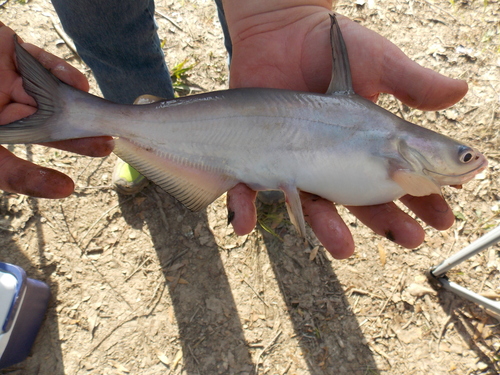 Blue Catfish