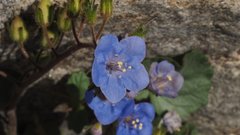 Phacelia campanularia campanularia