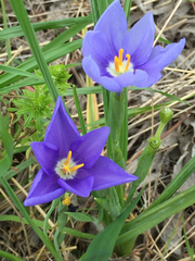 Nemastylis geminiflora