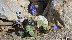 Phacelia campanularia campanularia