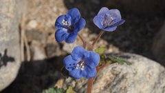 Phacelia campanularia campanularia