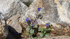 Phacelia campanularia campanularia
