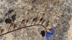 Phacelia campanularia campanularia
