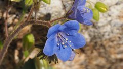 Phacelia campanularia campanularia