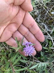 Astragalus lotiflorus