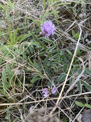 Astragalus lotiflorus