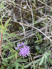 Astragalus lotiflorus