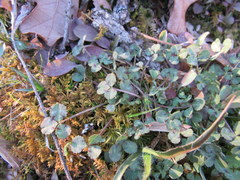 Trifolium reflexum