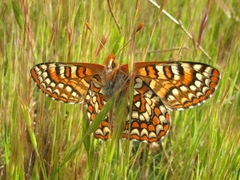 Euphydryas editha quino