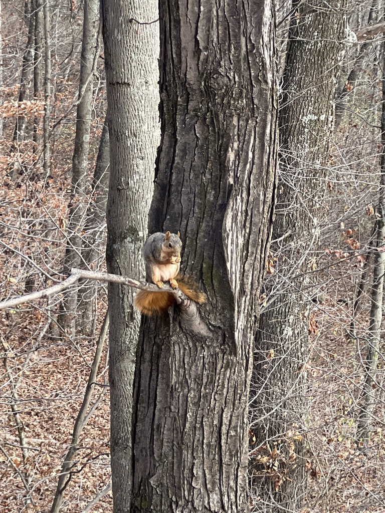 Fox Squirrel from Packs Branch Rd, Mount Hope, WV, US on November 15