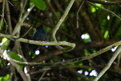 Chiroxiphia lanceolata image