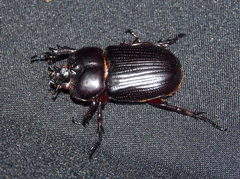 Phileurini