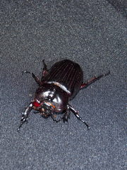 Phileurini